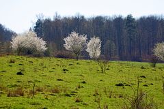 Frühling.