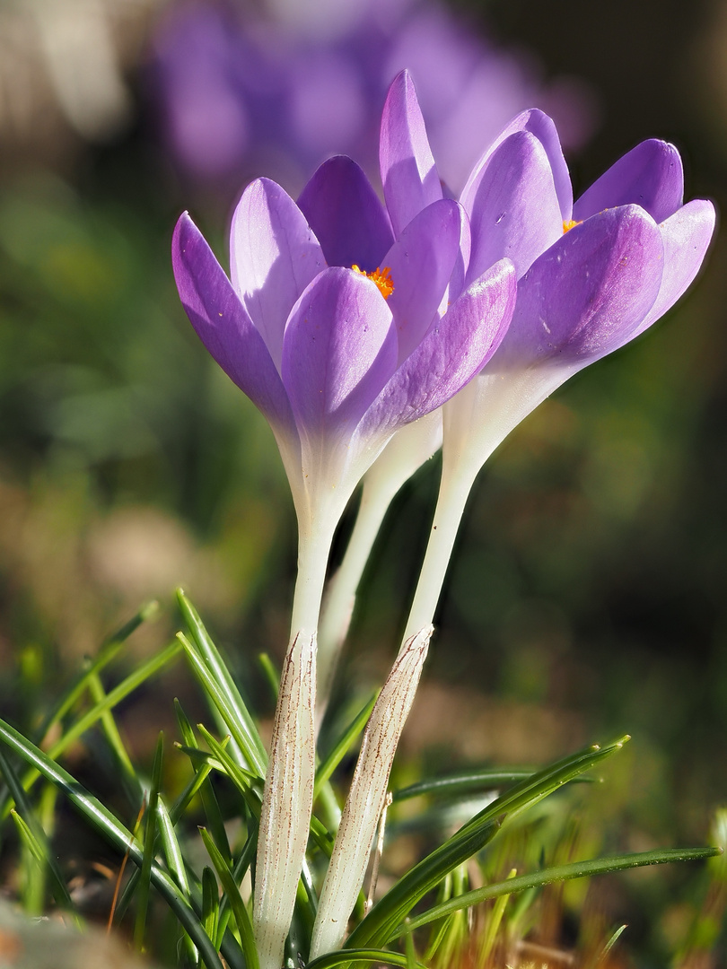 Frühling