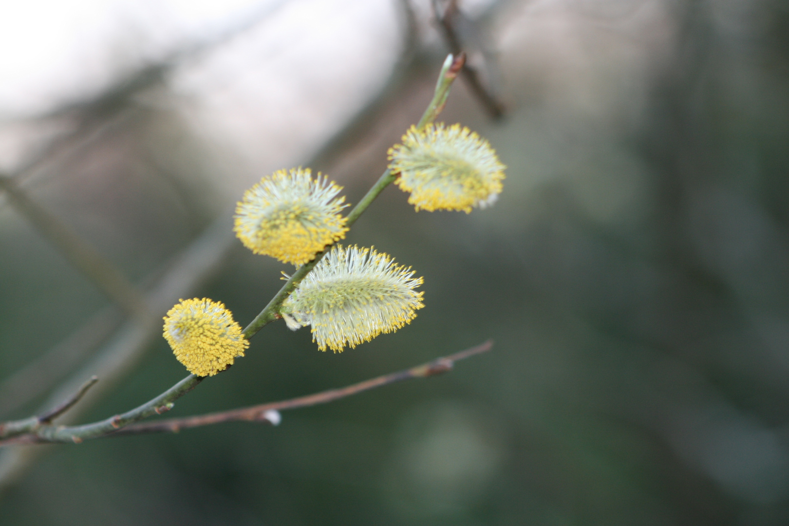 Frühling