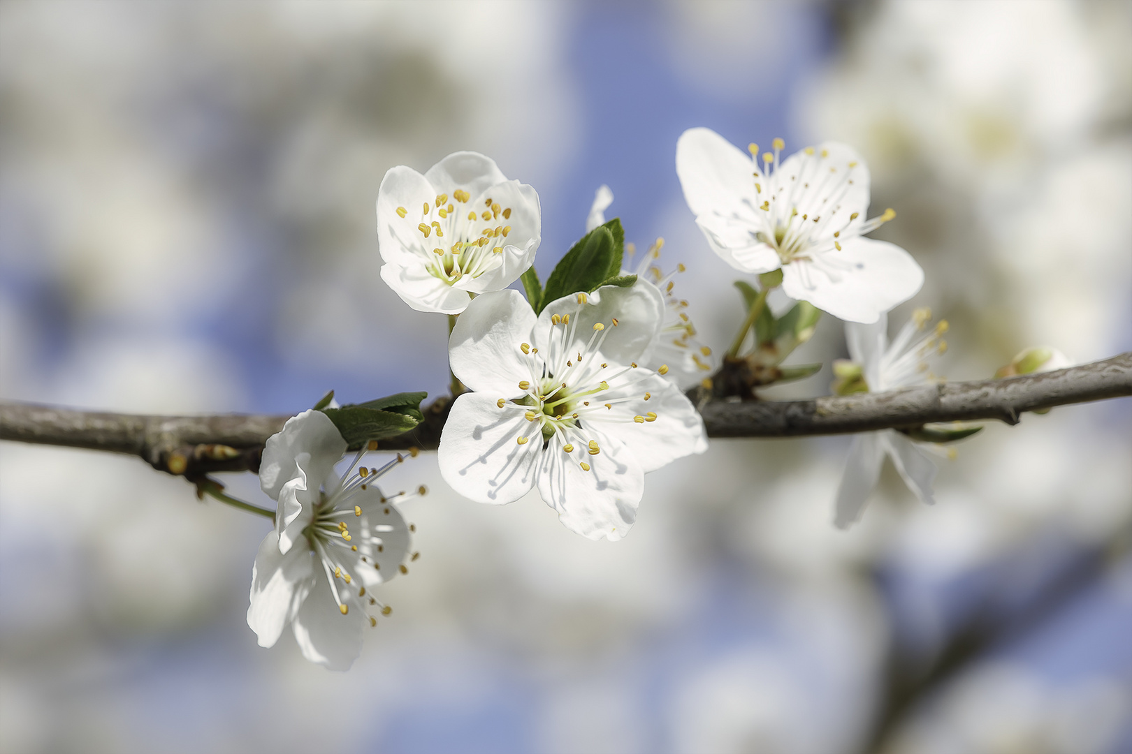 Frühling!