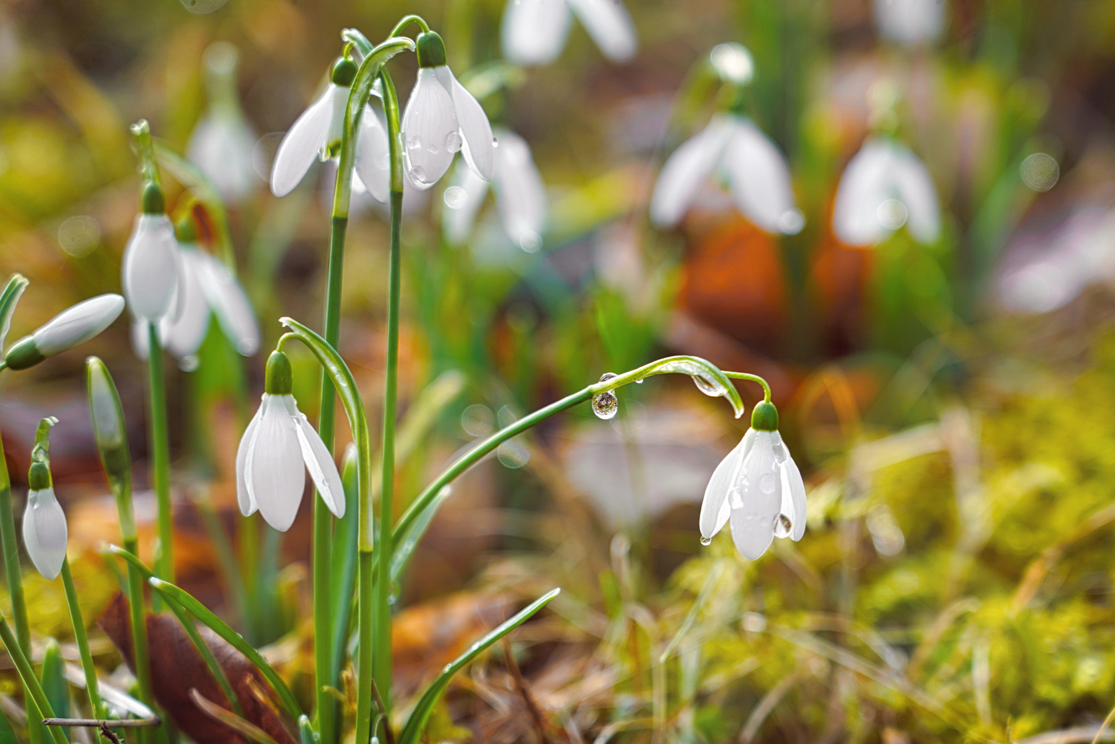 Frühling 