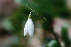 Frühling