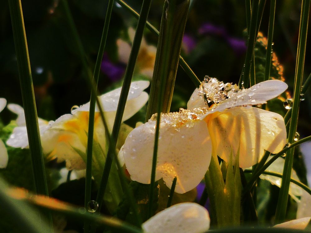 Frühling von Persi 