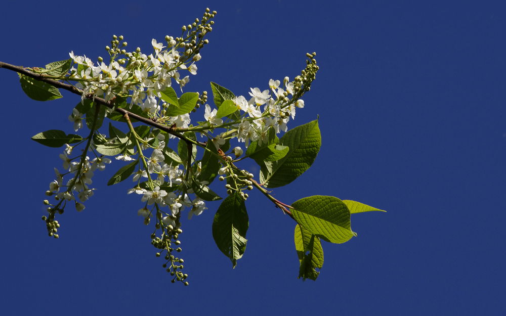 ...Frühling