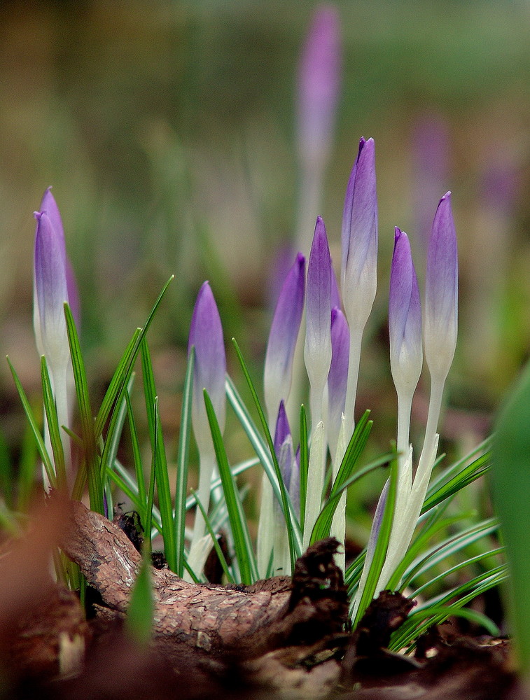 frühling