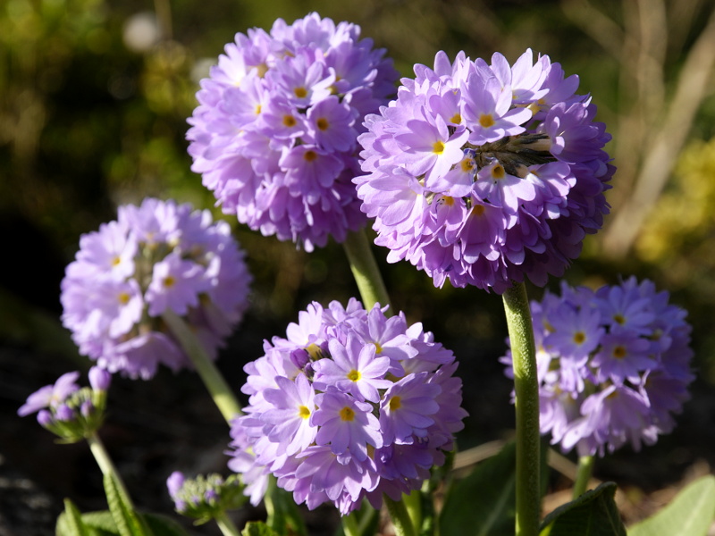 Frühling