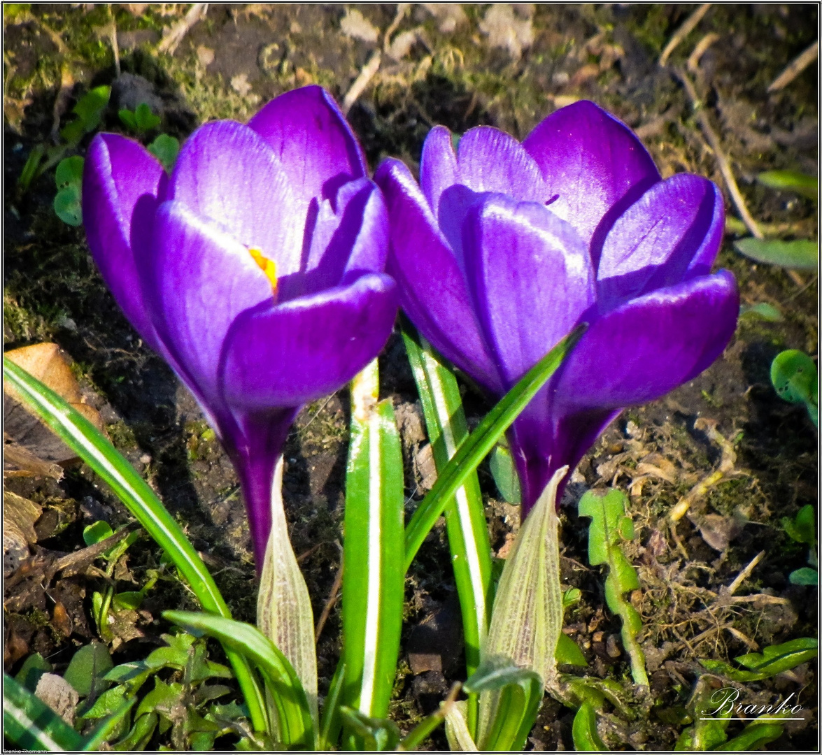 Frühling