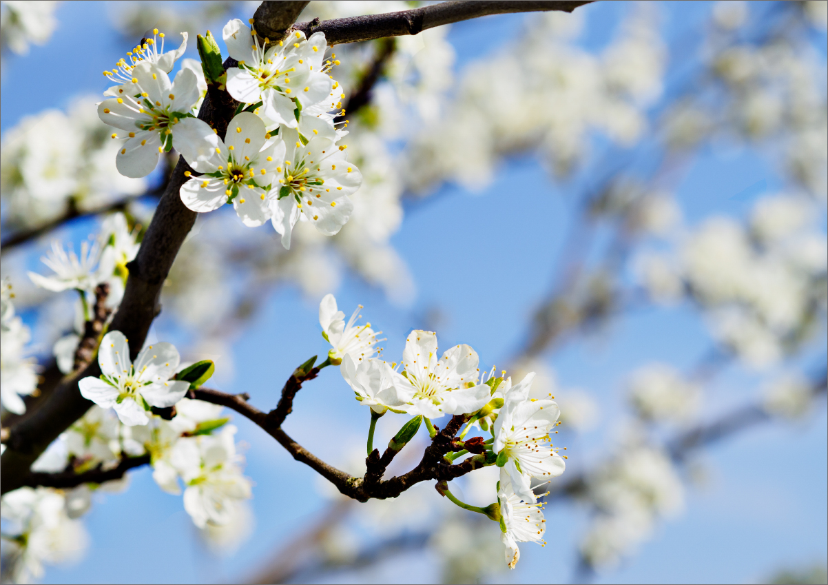 Frühling