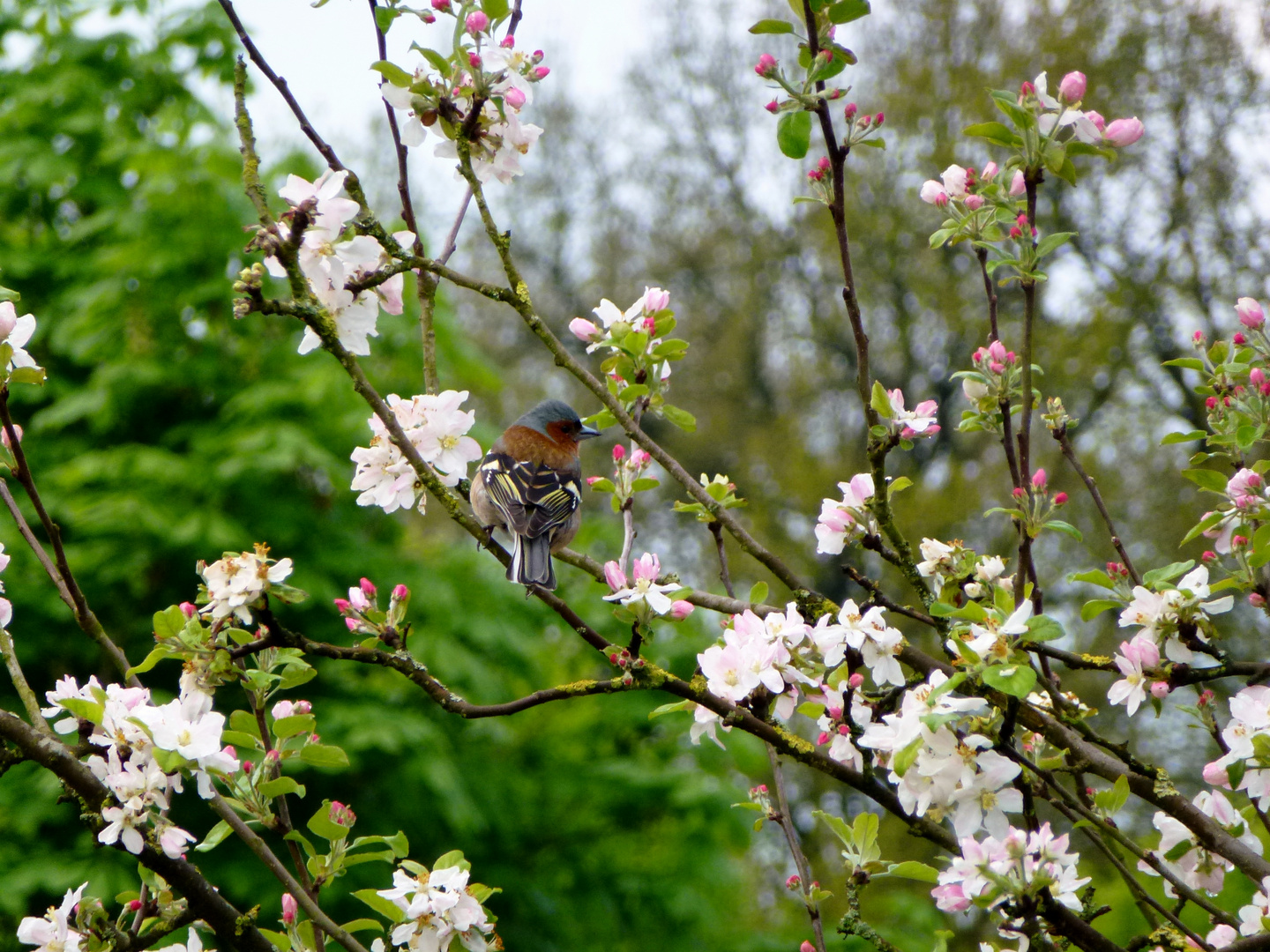 Frühling