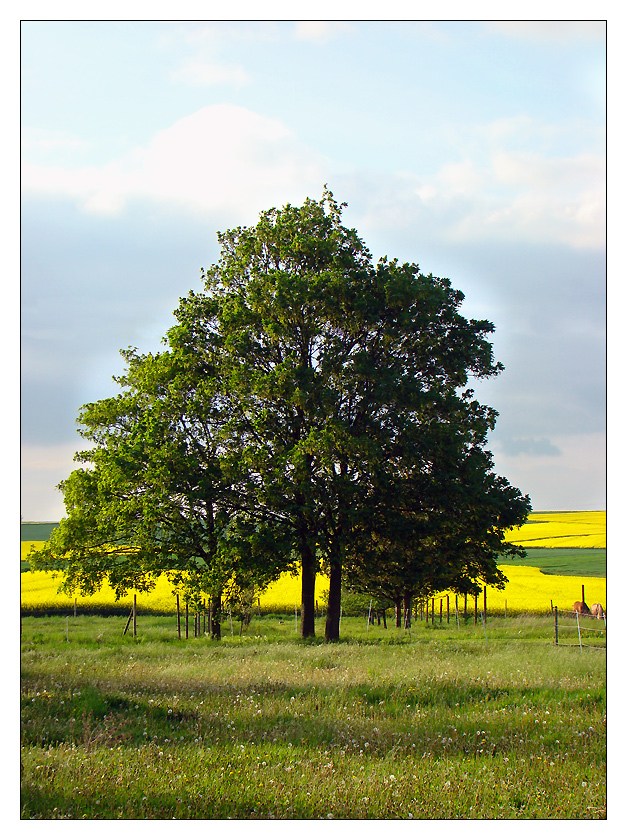 Frühling