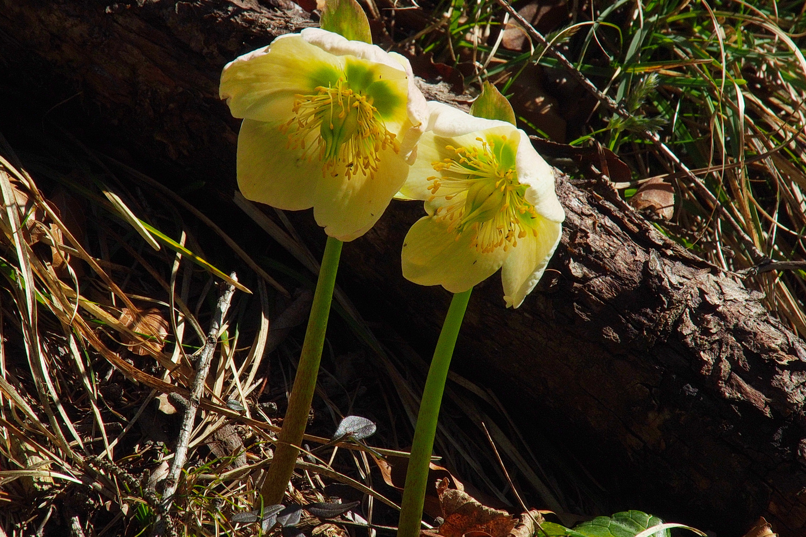 " Frühling "