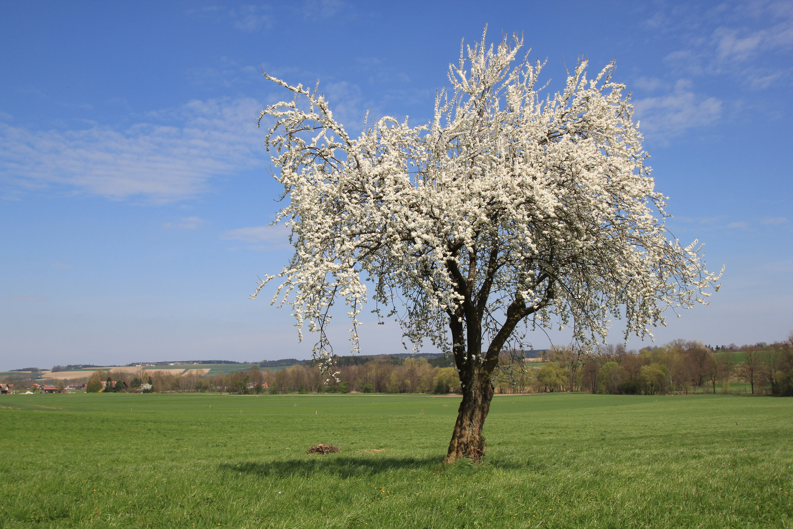 Frühling