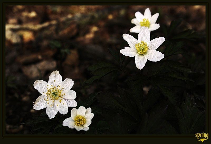 °frühling°