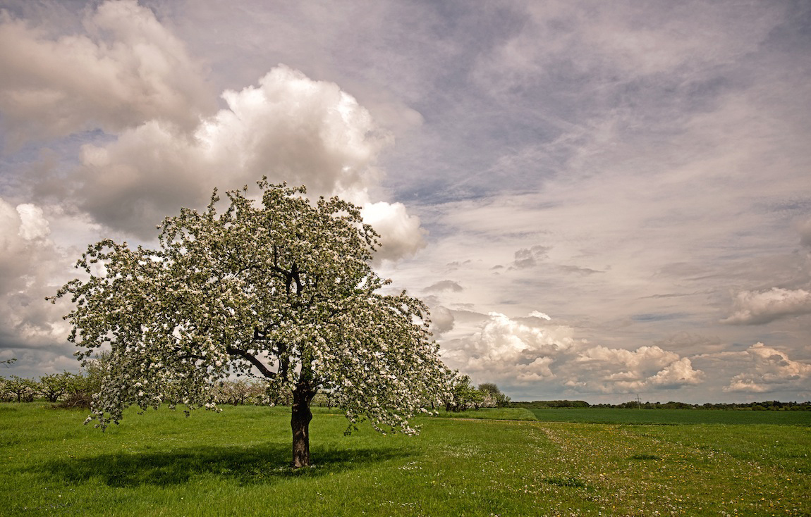 Frühling