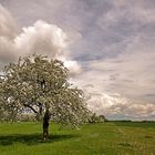 Frühling