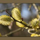 Frühling