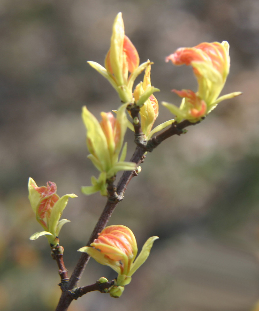 Frühling