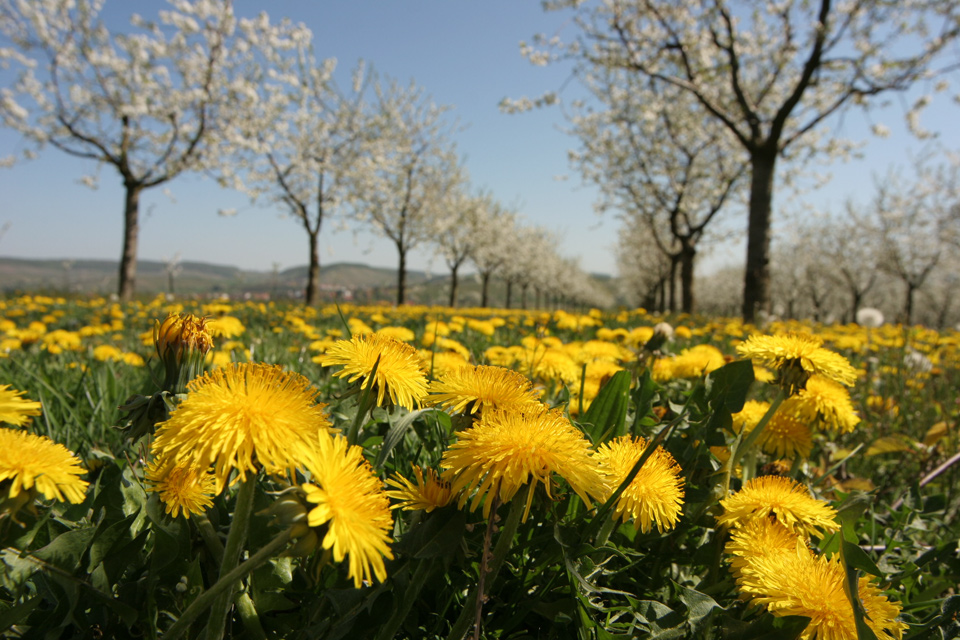 frühling