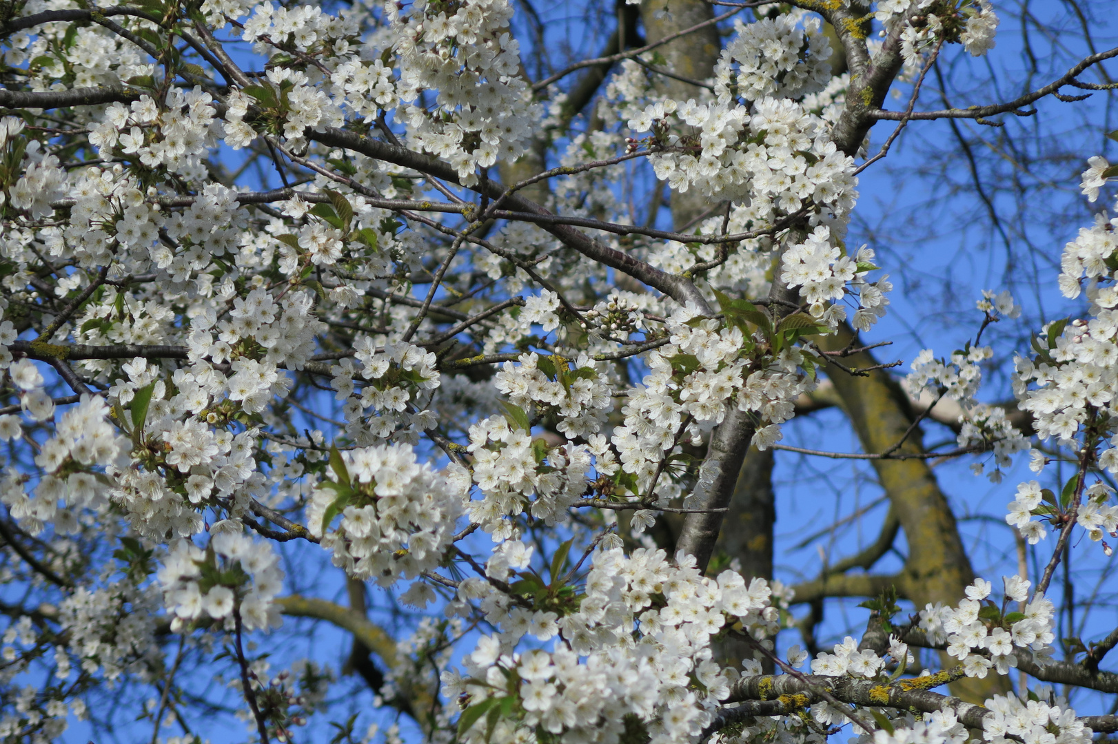 Frühling