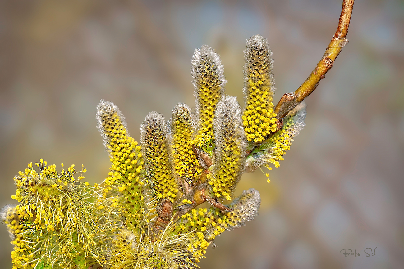 Frühling...