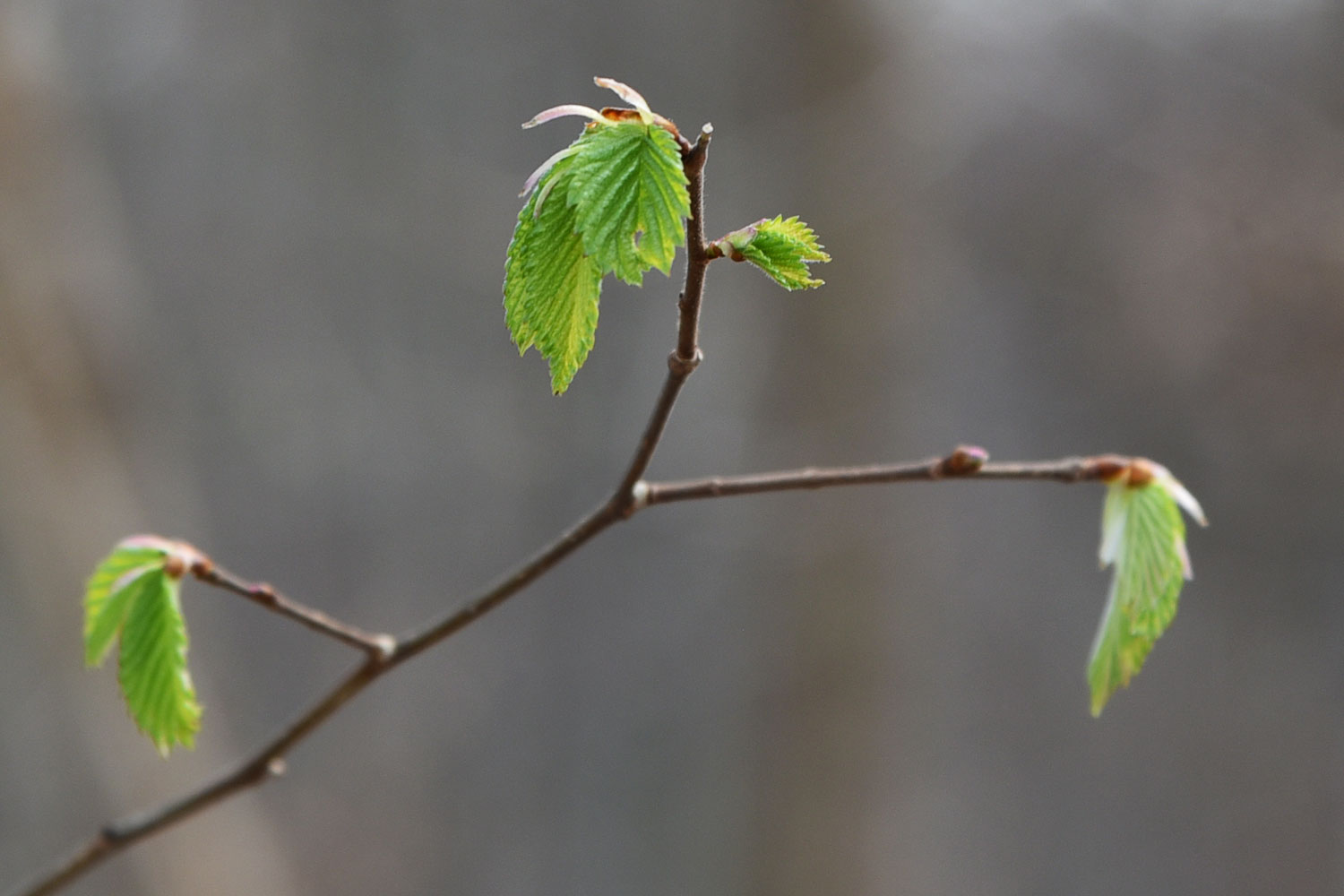 Frühling