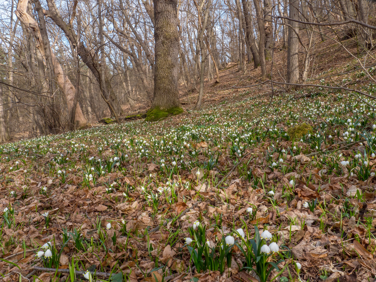 Frühling!