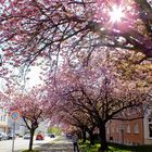 Frühling Chemnitz 