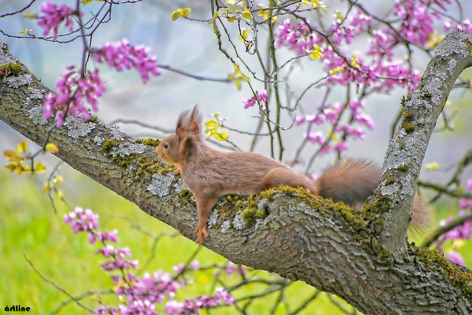 Frühling - chillen im Rausch der Blütenpracht