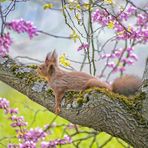 Frühling - chillen im Rausch der Blütenpracht