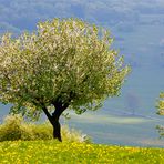 Frühling