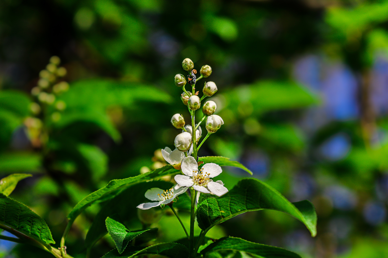 Frühling