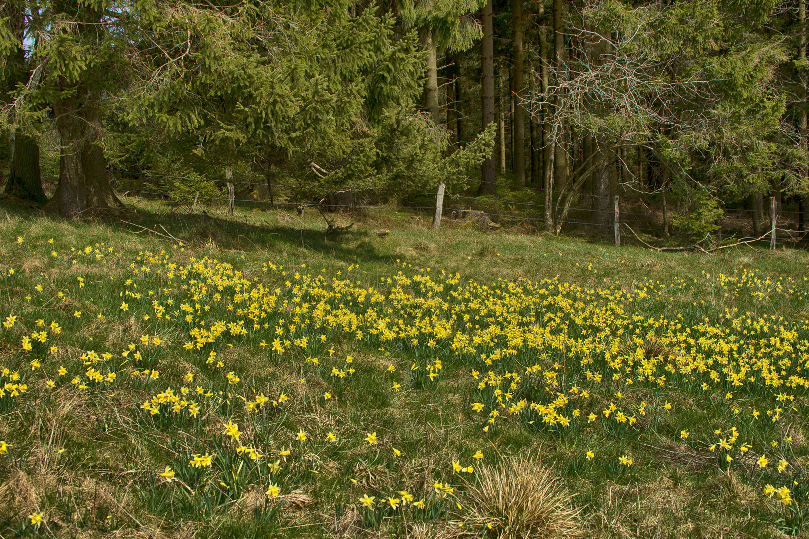 Frühling....