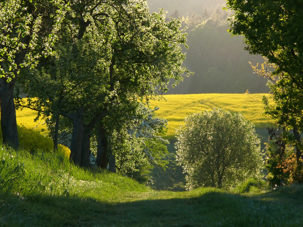 Frühling von P r i s m a 