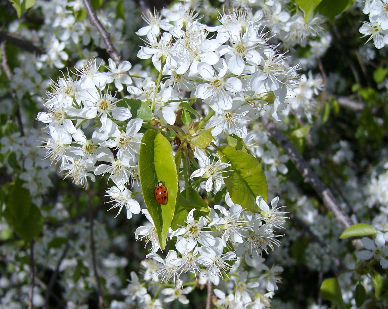 Frühling