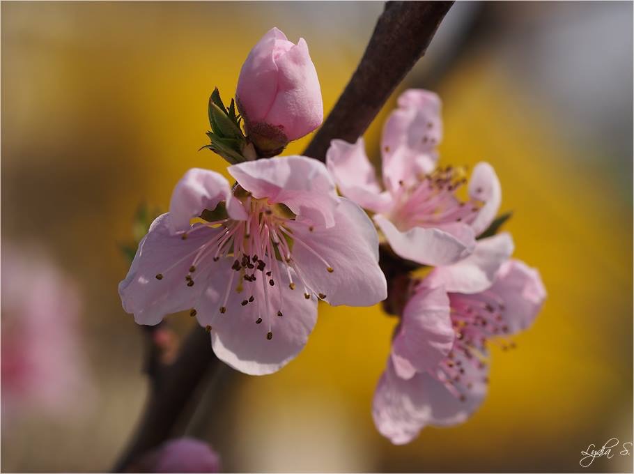 ...Frühling...