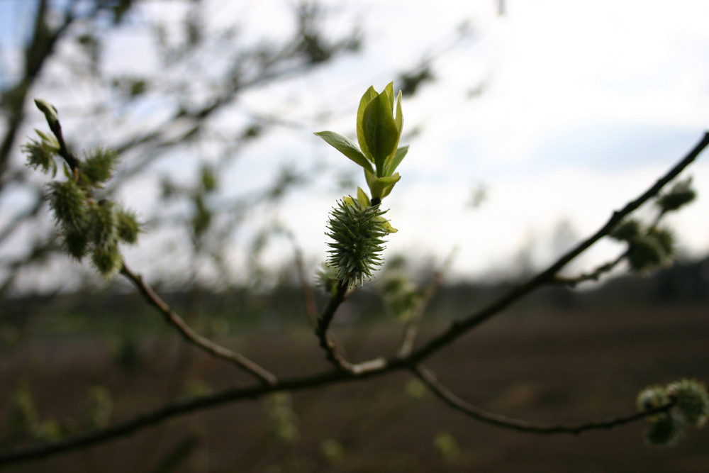 Frühling