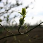 Frühling