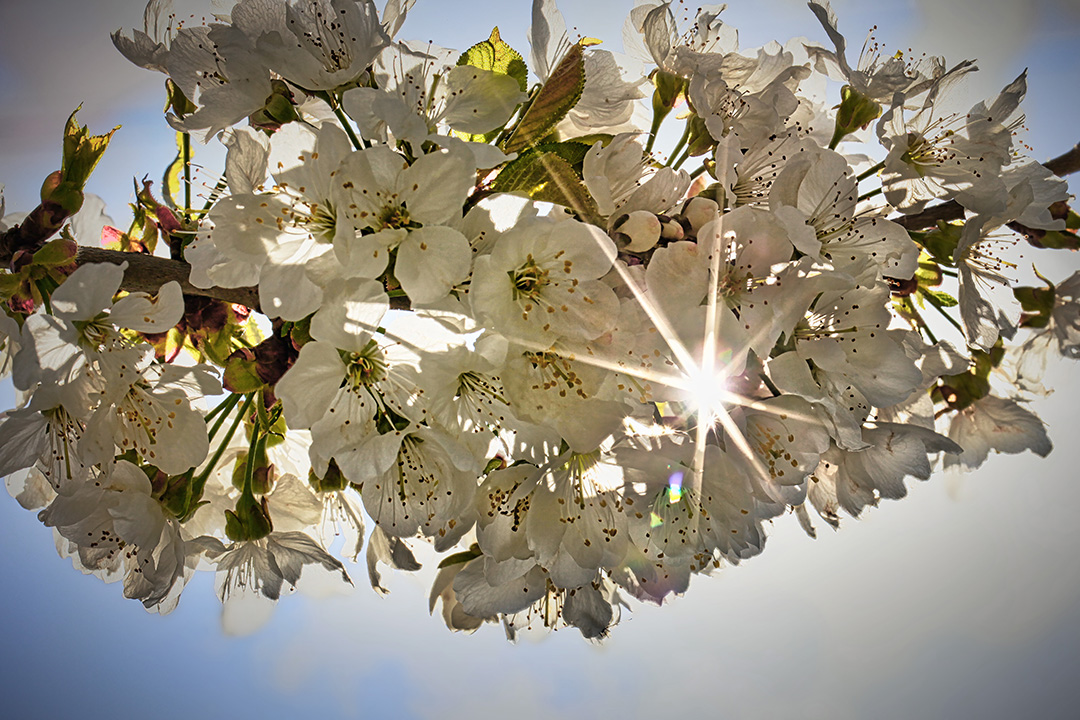 Frühling