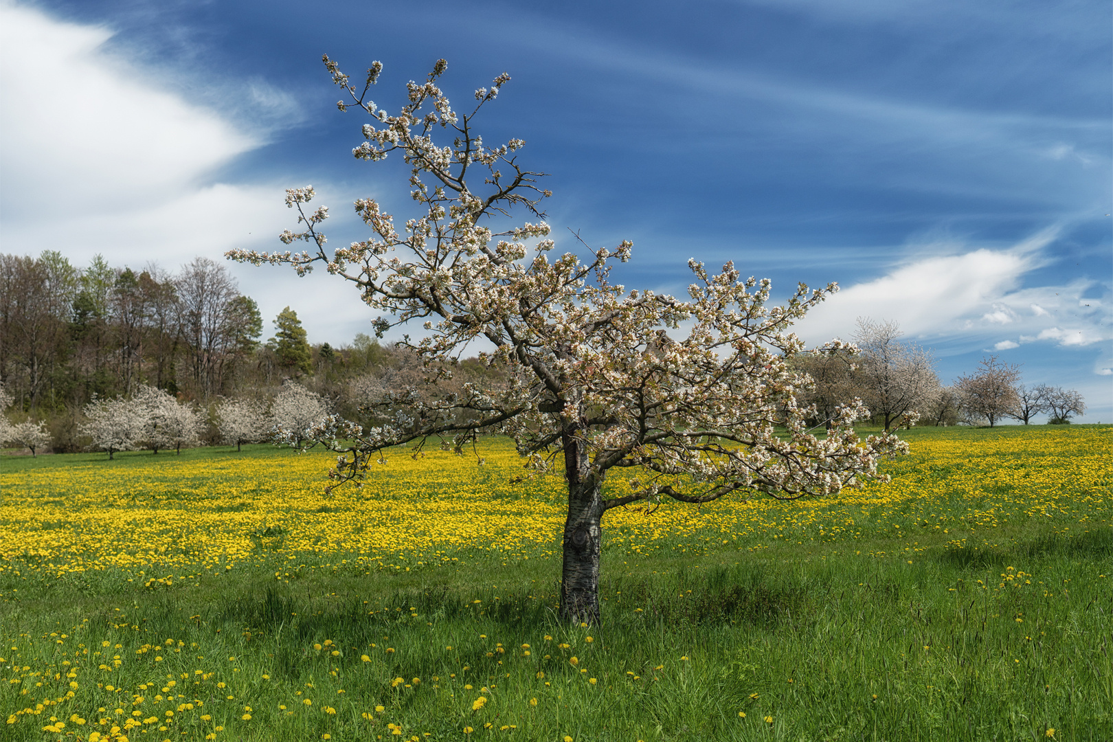 Frühling