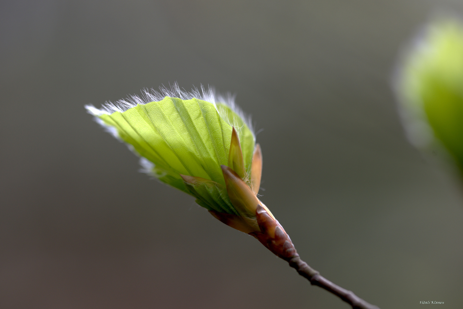 Frühling