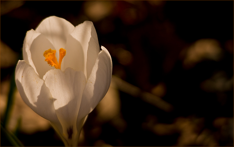 Frühling