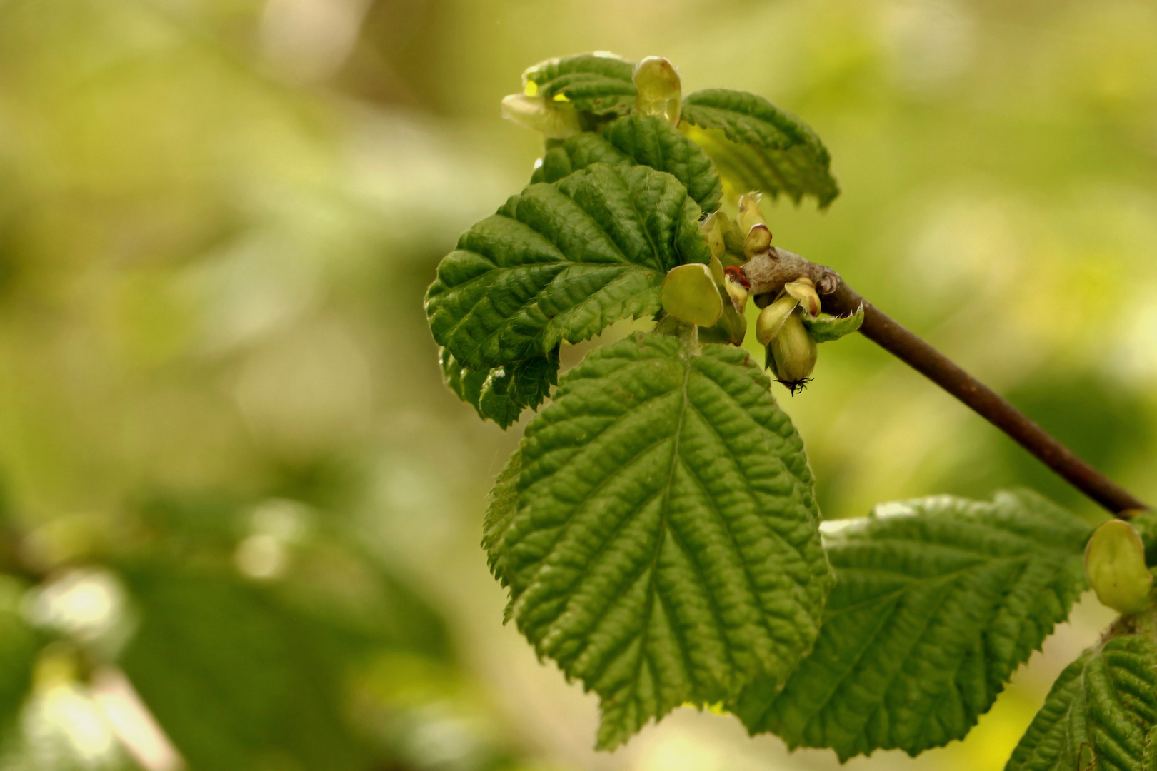 Frühling