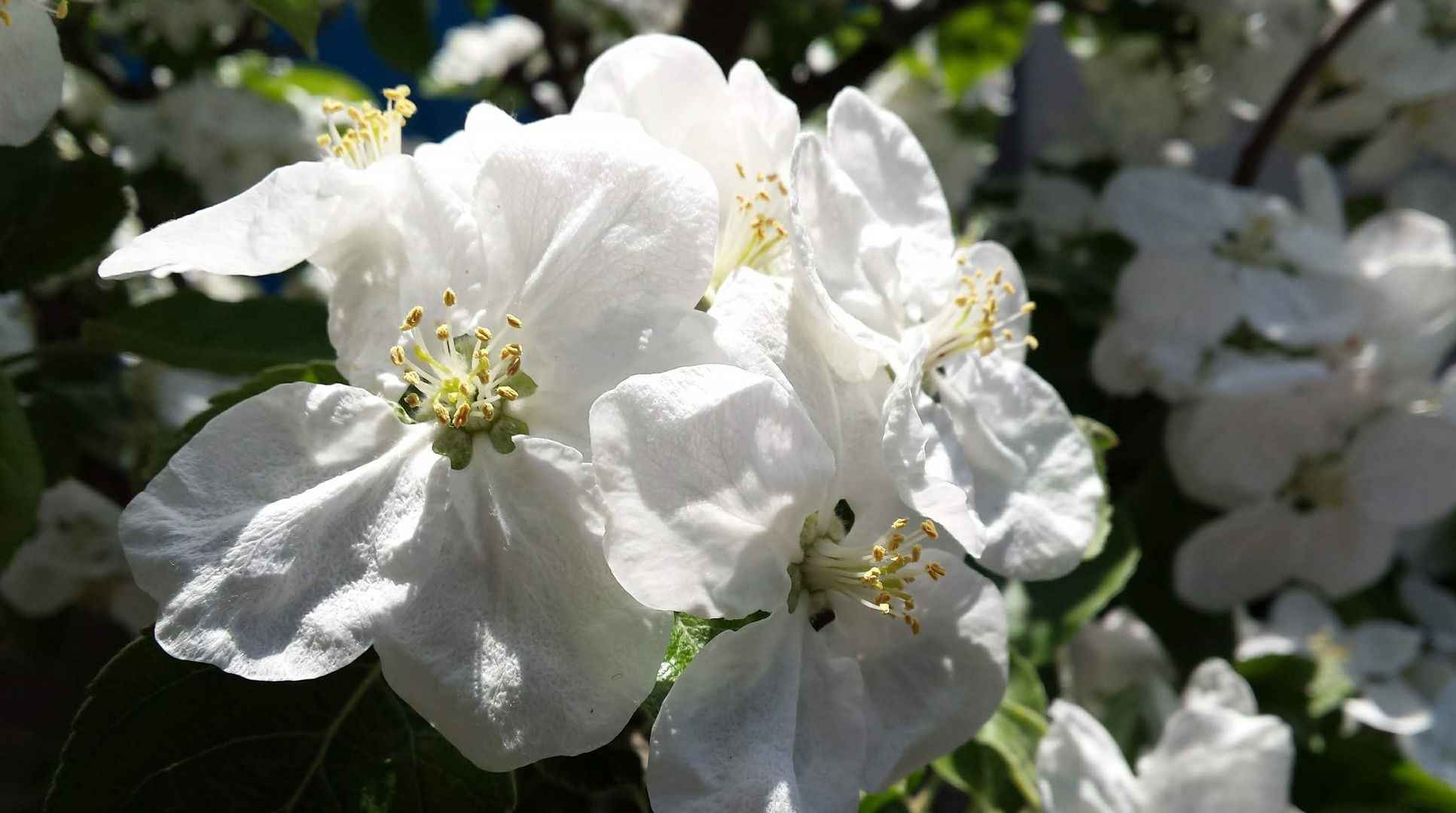 Frühling ...