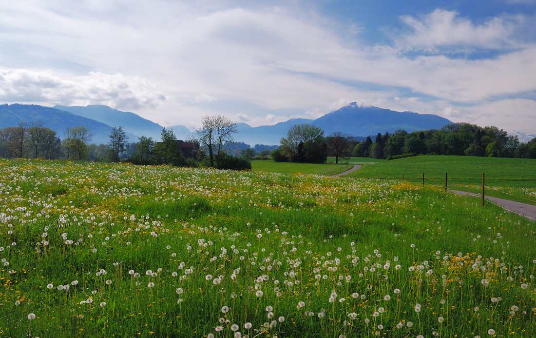 Frühling