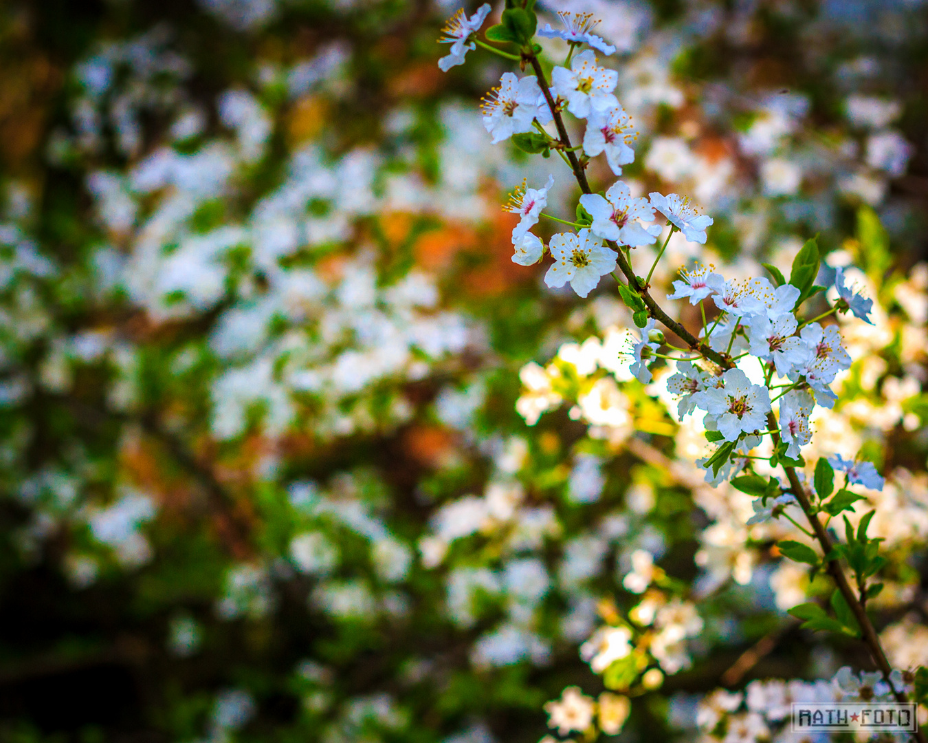 Frühling