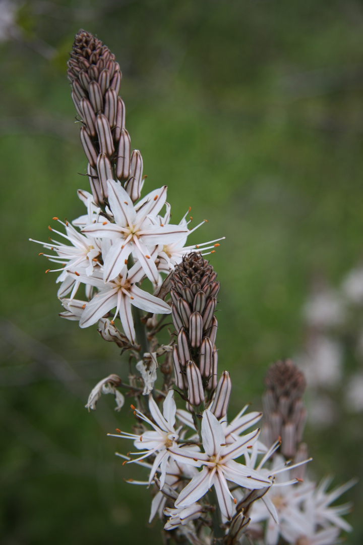 Frühling