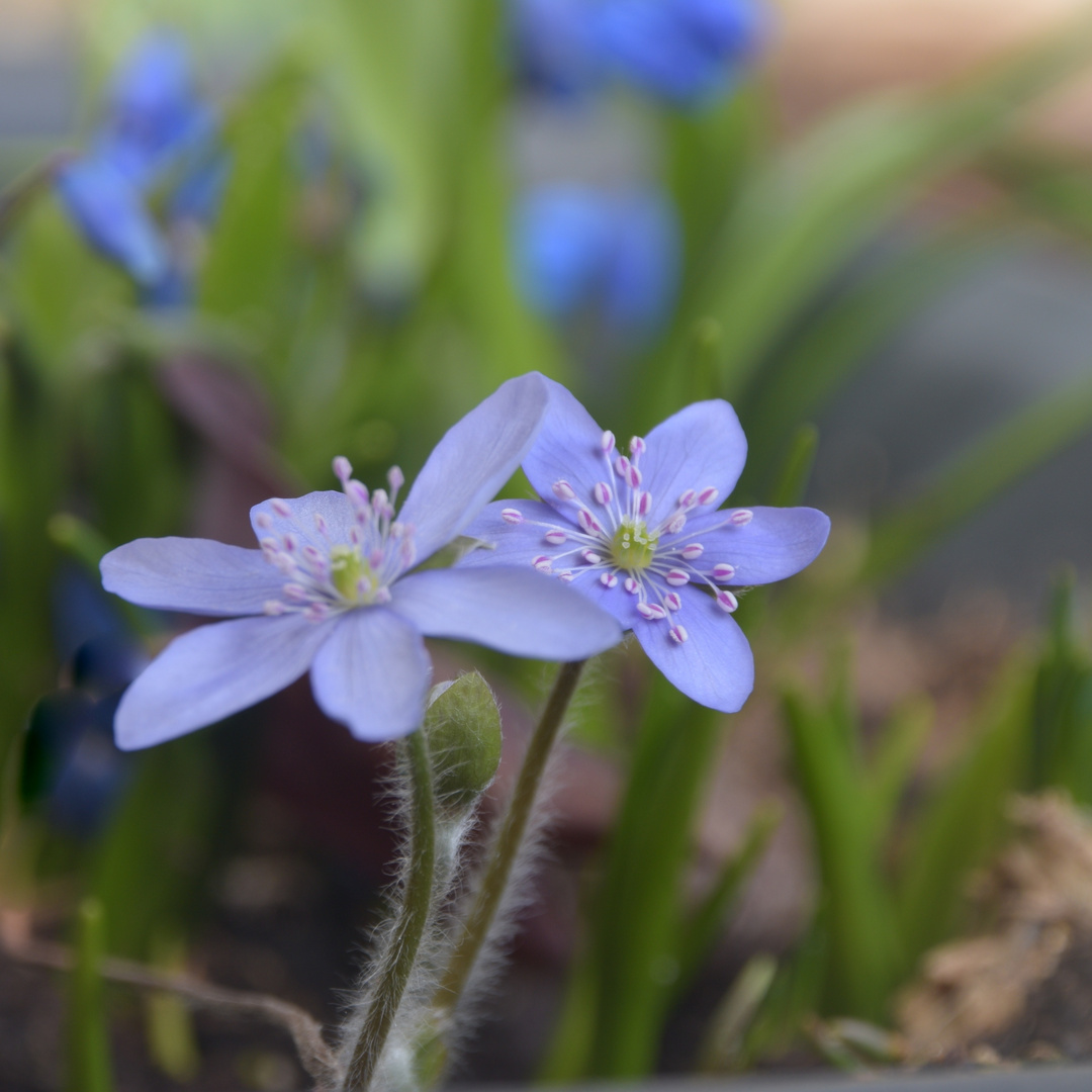 Frühling