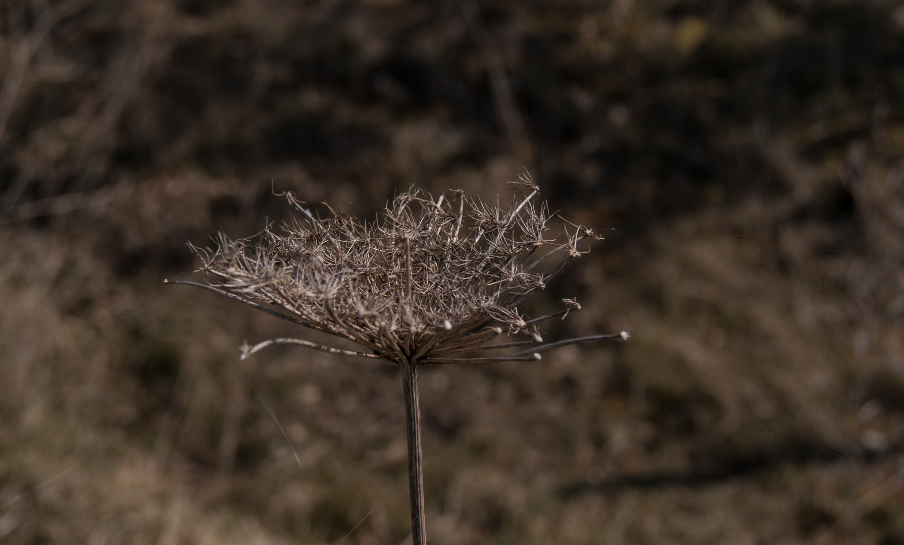 Frühling