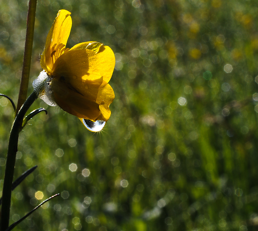 Frühling