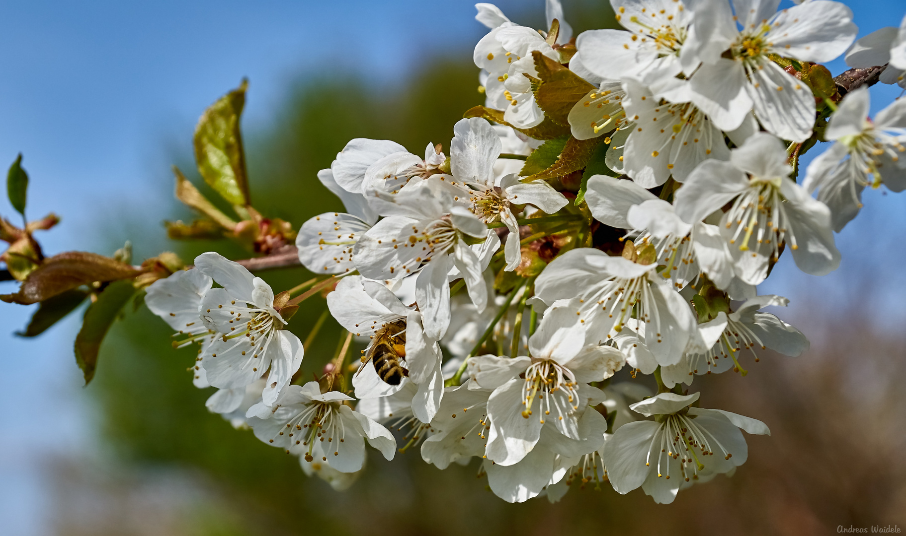 Frühling